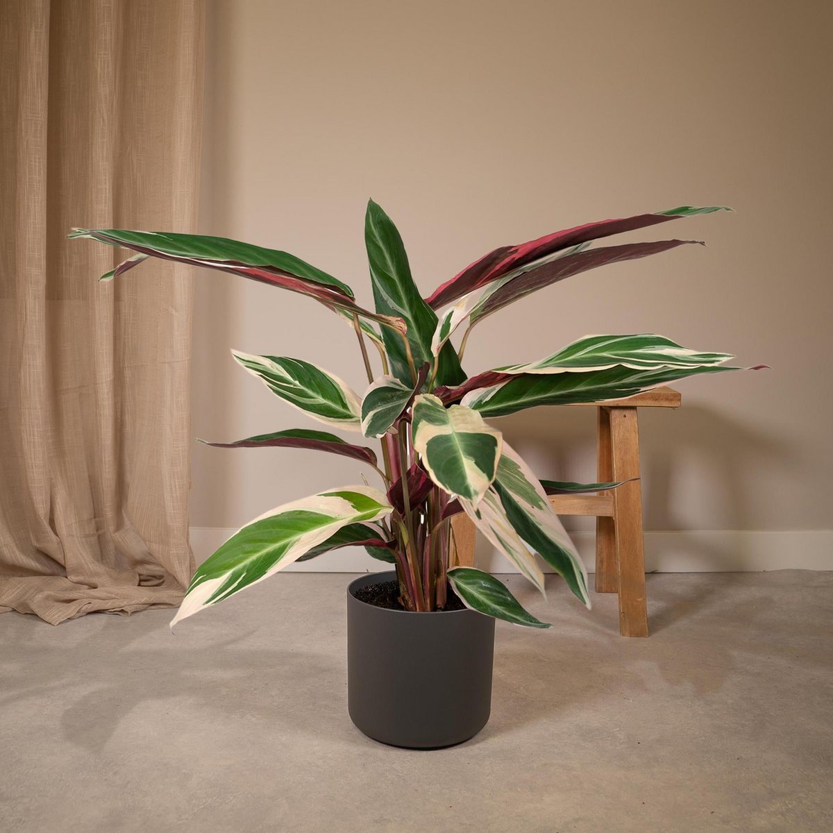 Calathea Triostar - Ø19cm - ↕70cm - Fiorello Boutique