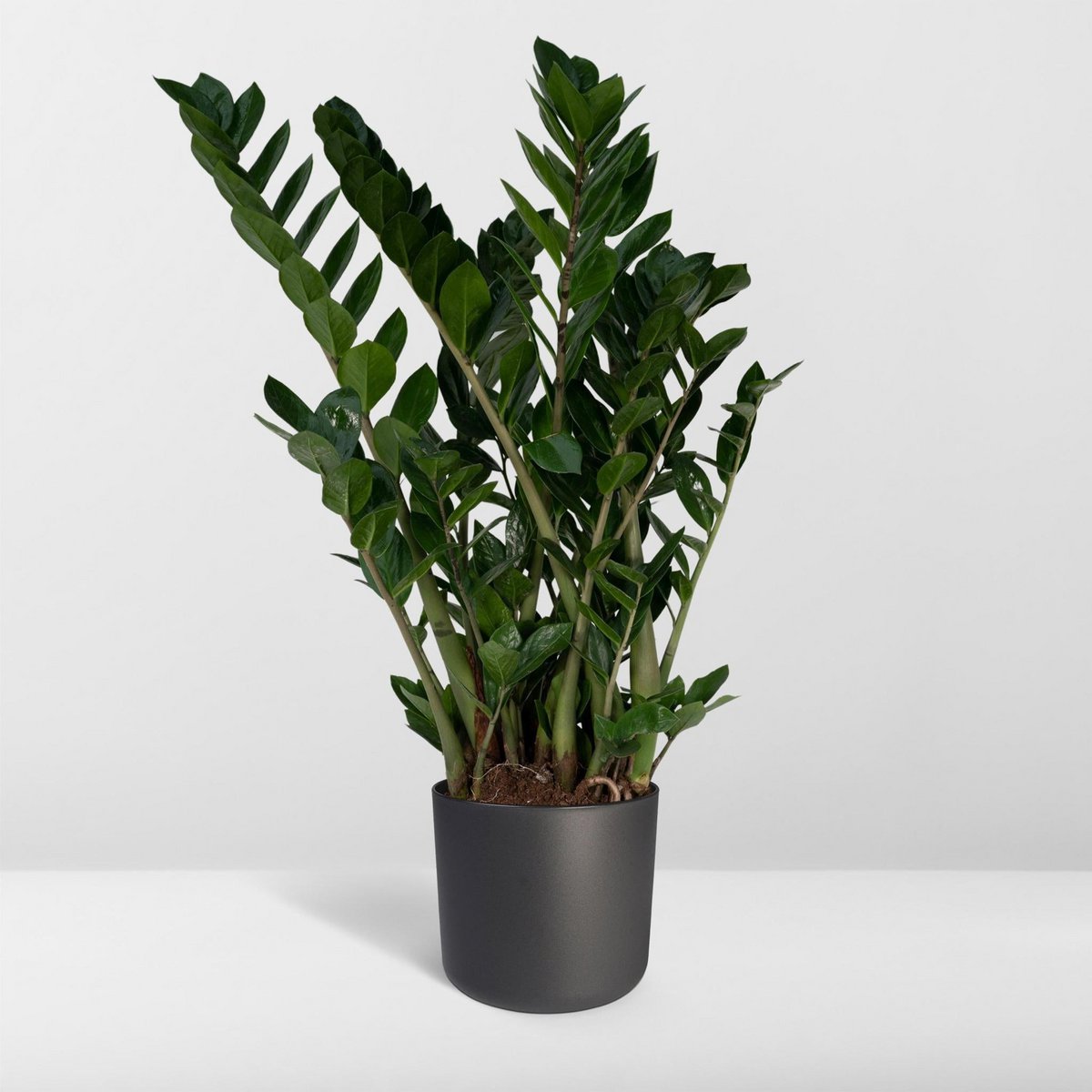 Zamioculcas Zamiifolia - Emerald Palm - Ø21cm - ↕80cm - Fiorello Boutique