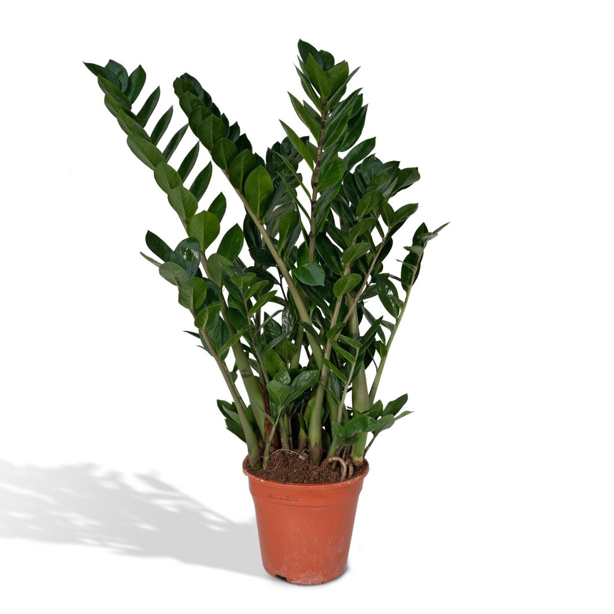 Zamioculcas Zamiifolia - Emerald Palm - Ø21cm - ↕80cm - Fiorello Boutique