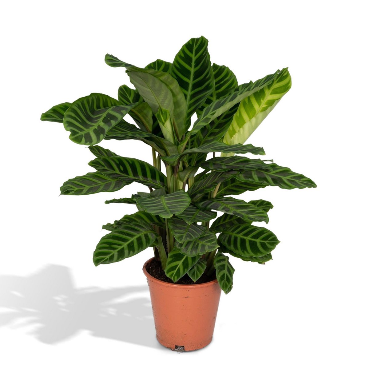 Calathea Zebrina - Ø19cm - ↕80cm - Fiorello Boutique