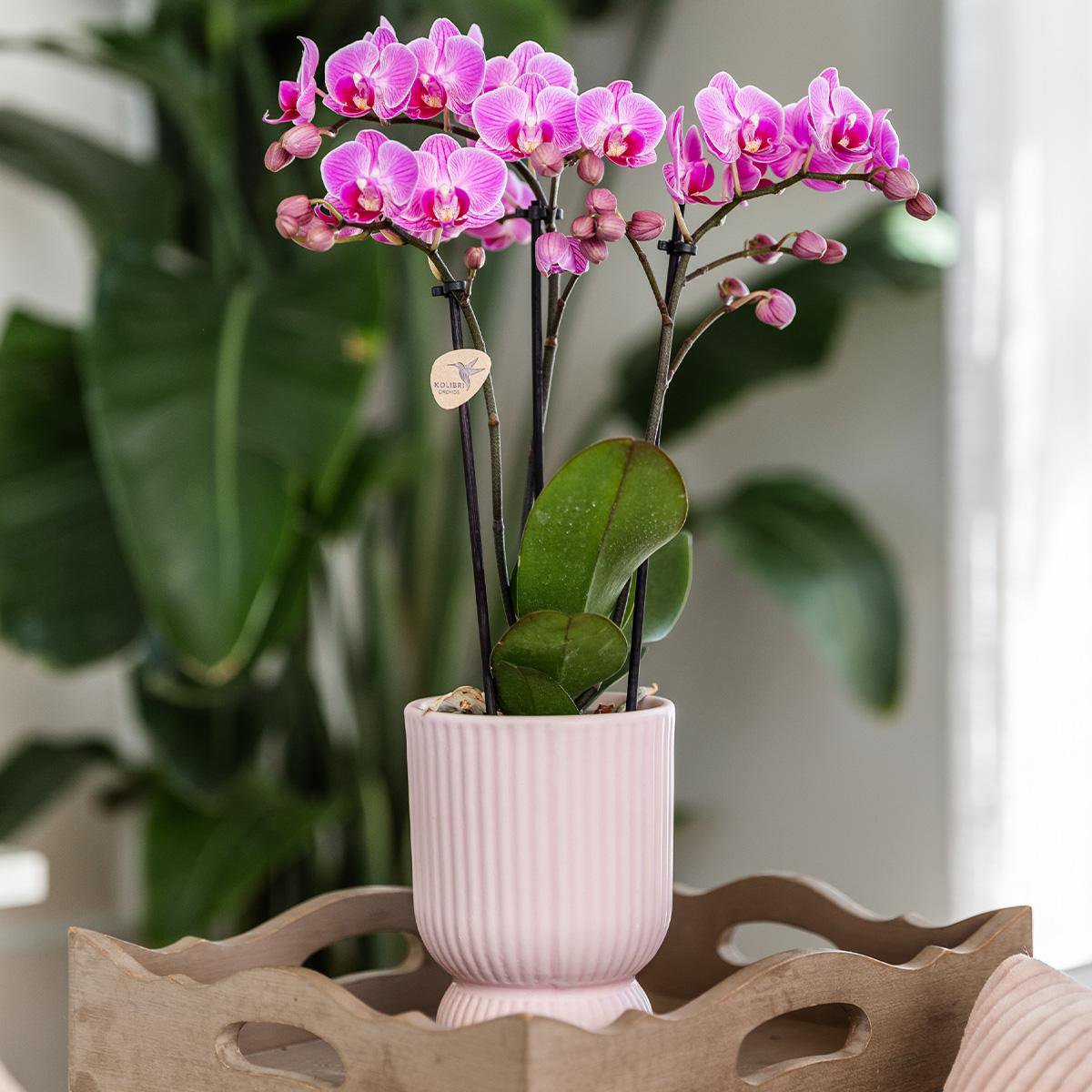 Pink-Purple Phalaenopsis Orchidee - Fiorello Boutique