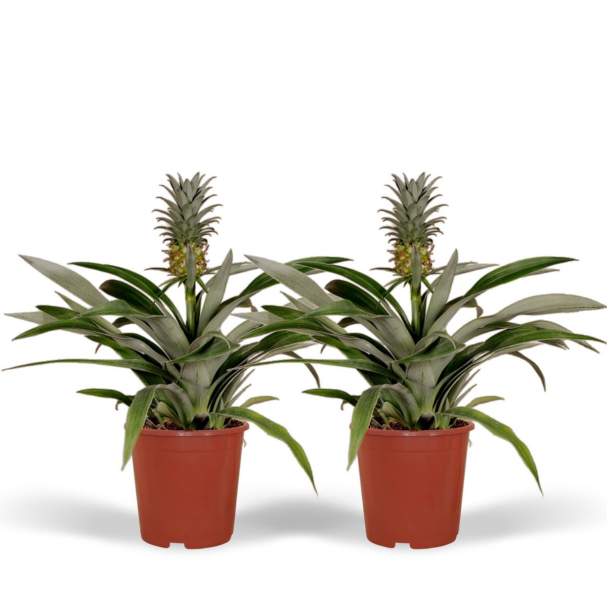 Bromelia - Die Ananaspflanze - 2 Stück - 30cm - Ø12cm - Fiorello Boutique