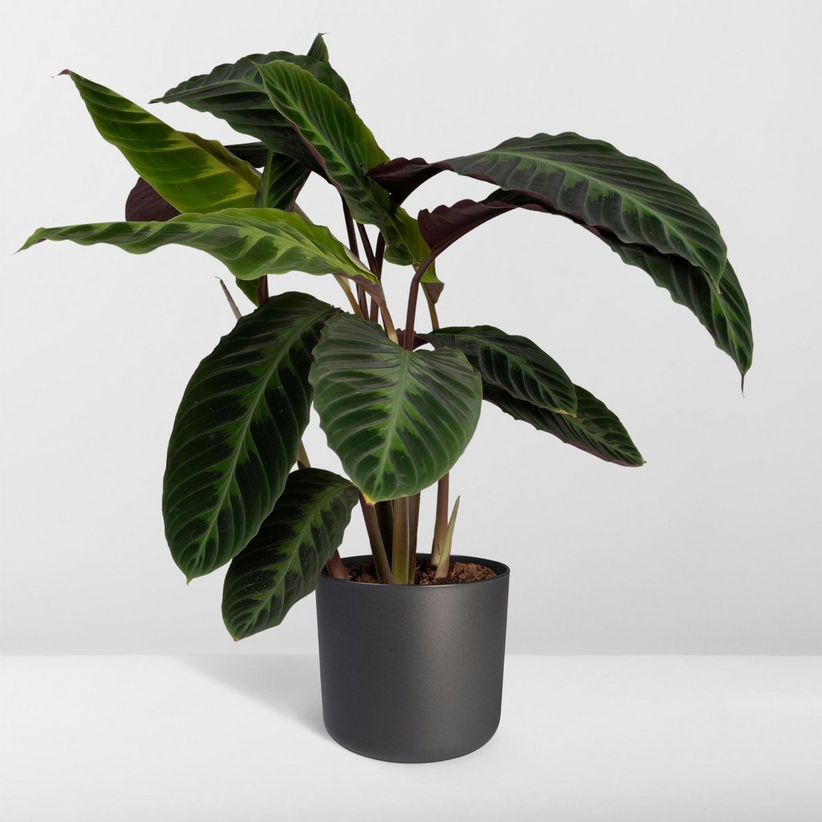 Calathea Warscewiczii - Pfauenpflanze - Ø19cm - ↕70cm - Fiorello Boutique