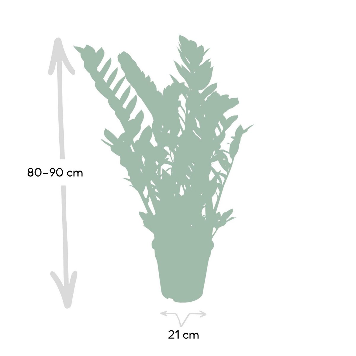 Zamioculcas Zamiifolia - Emerald Palm - Ø21cm - ↕80cm - Fiorello Boutique