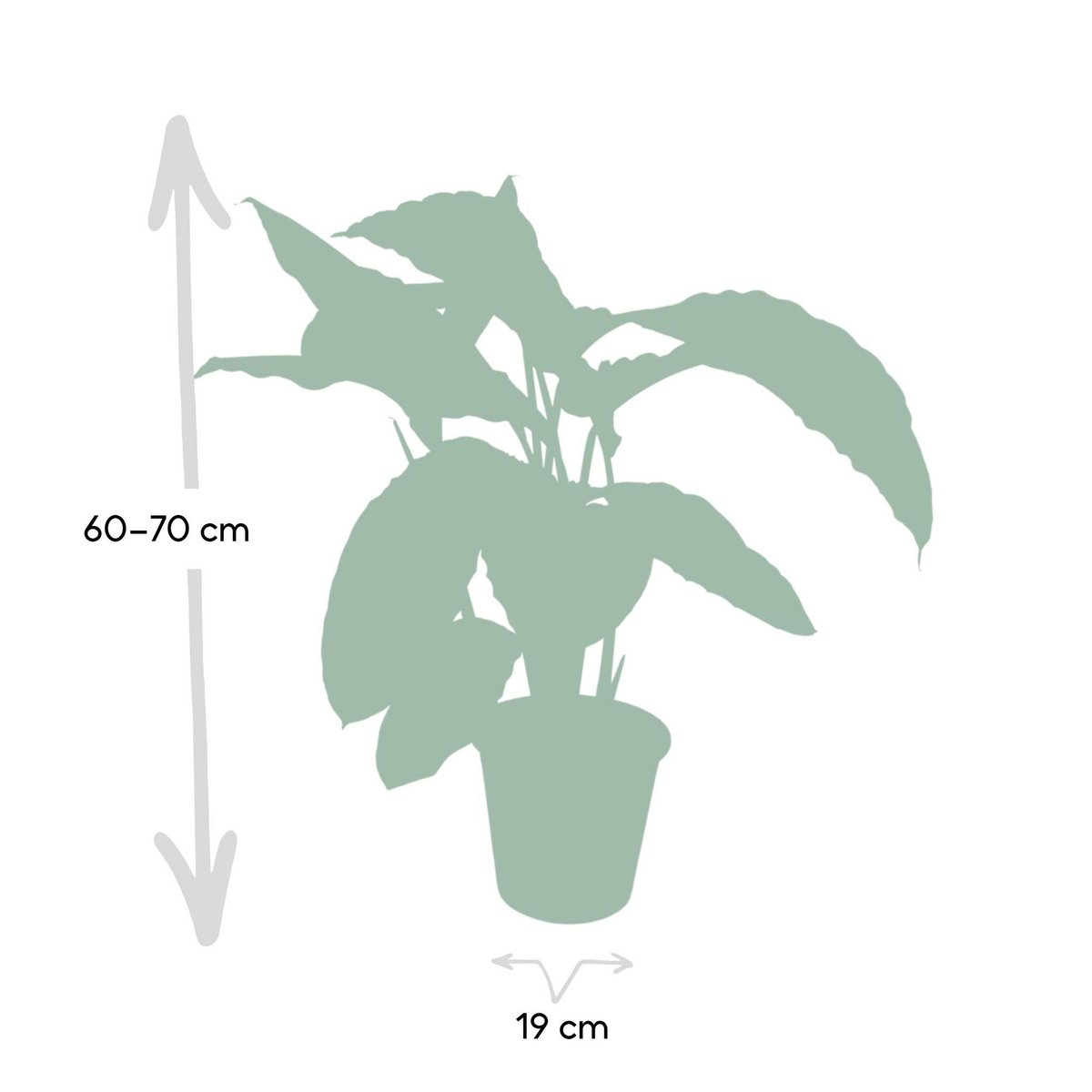 Calathea Warscewiczii - Pfauenpflanze - Ø19cm - ↕70cm - Fiorello Boutique