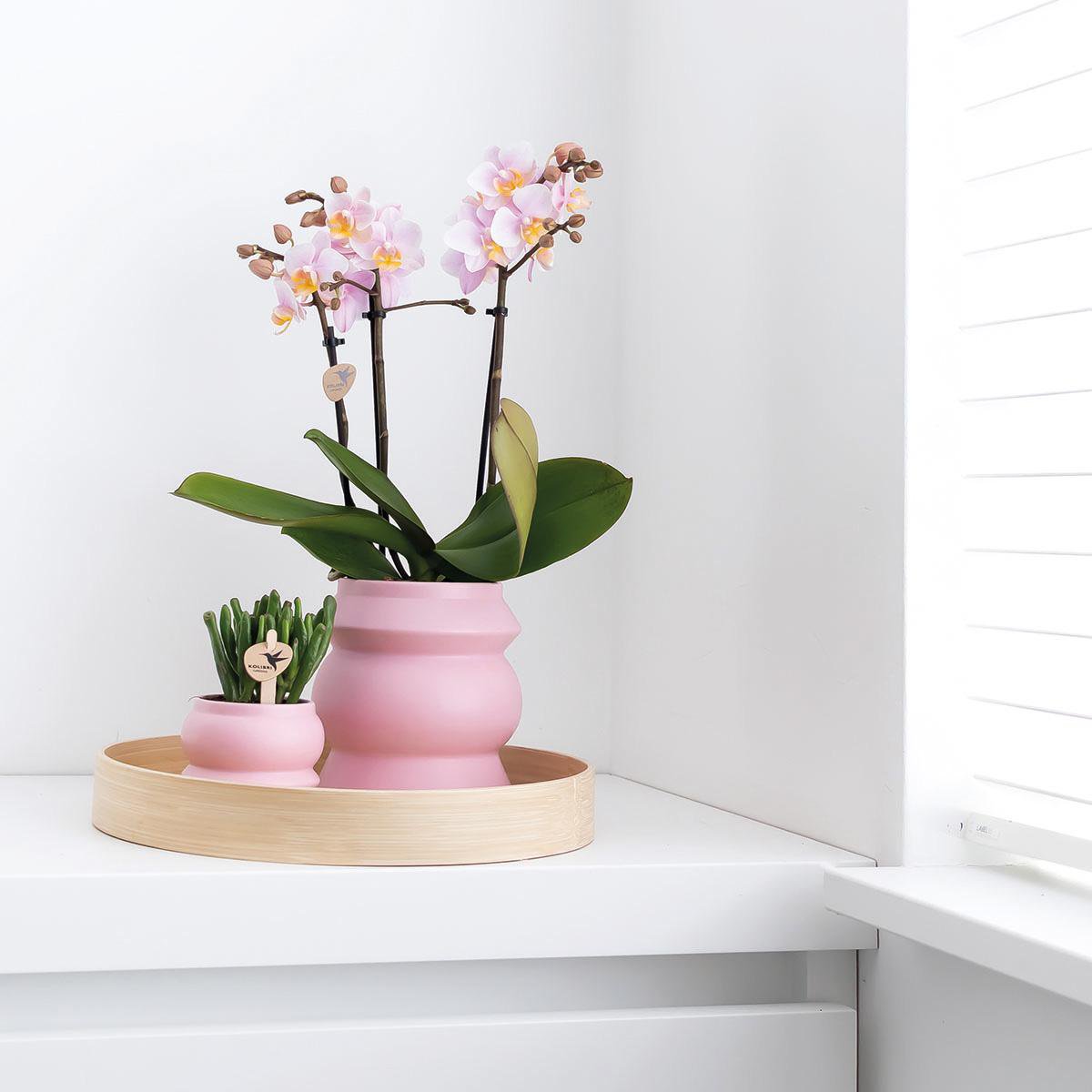 Kombi-Angebot: 2 Pinke Phalaenopsis Orchideen - Andorra - Fiorello Boutique