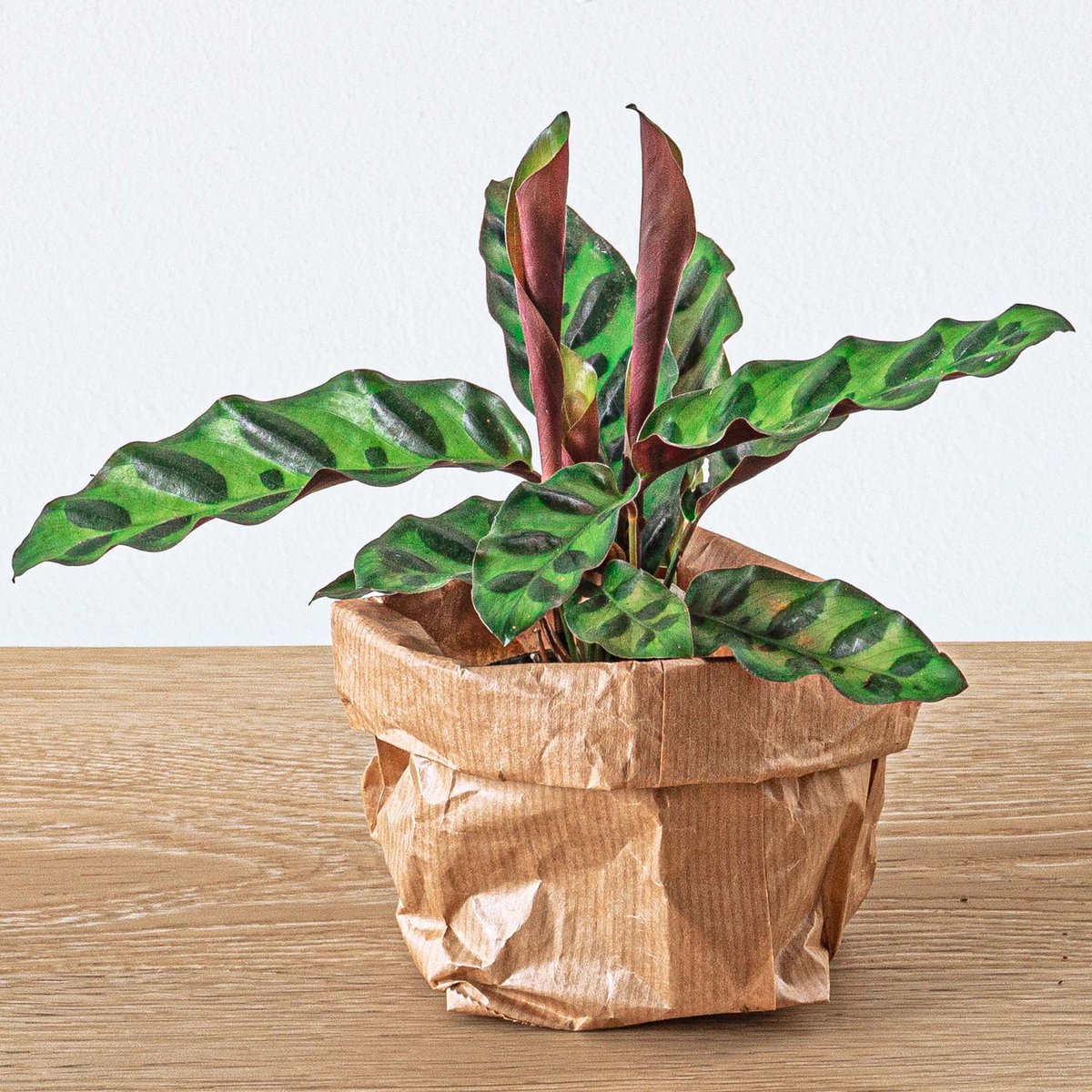 Calathea Lancifolia – Pfauenpflanze – Terrarienpflanze - Fiorello Boutique