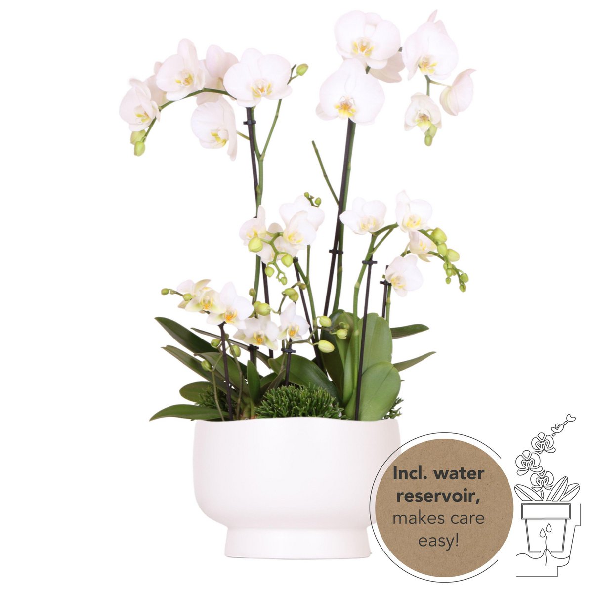 Wunderschönes Orchideenbouquet mit Sukkulenten - Fiorello Boutique