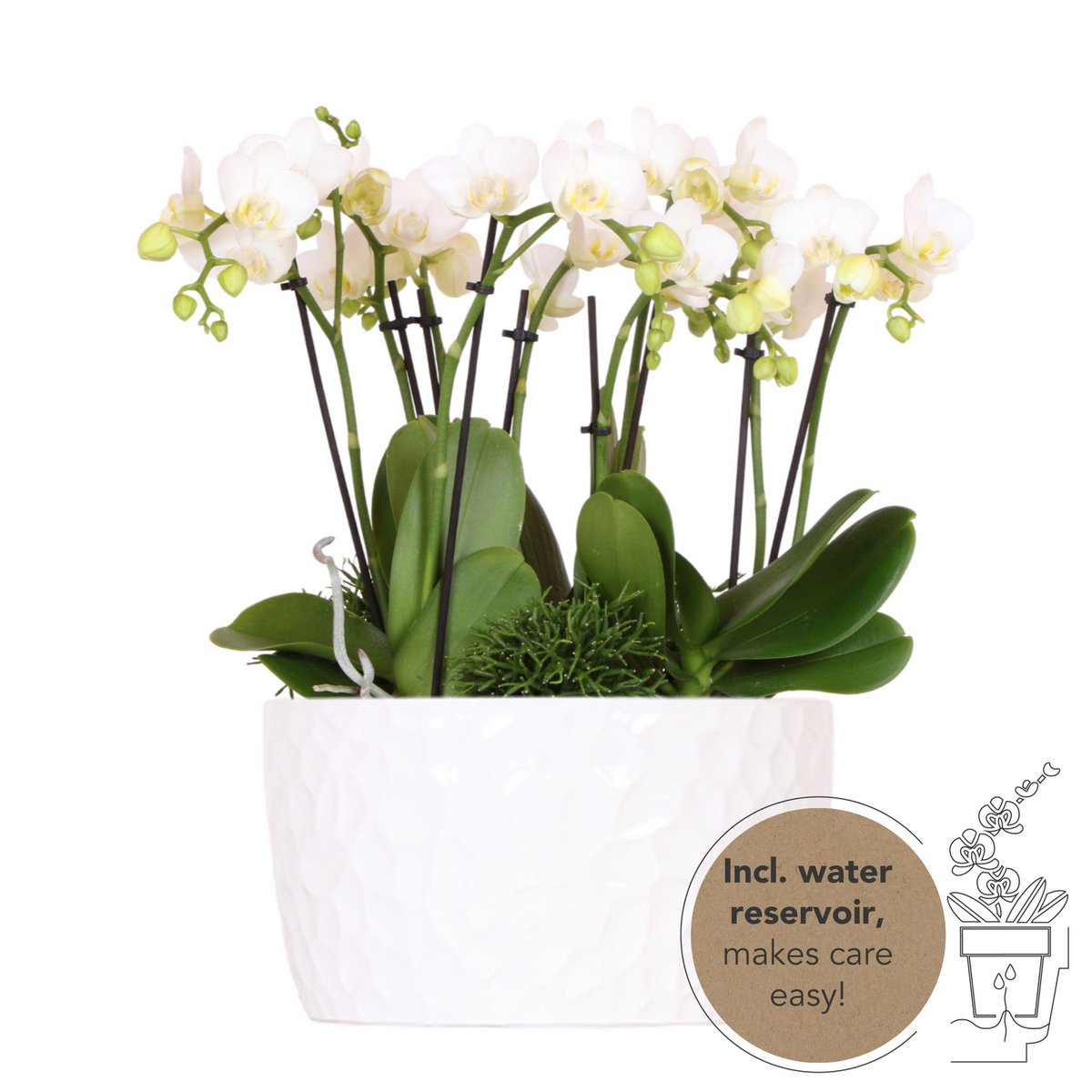 Drei weiße Orchideen Amabilis mit Schale - Fiorello Boutique