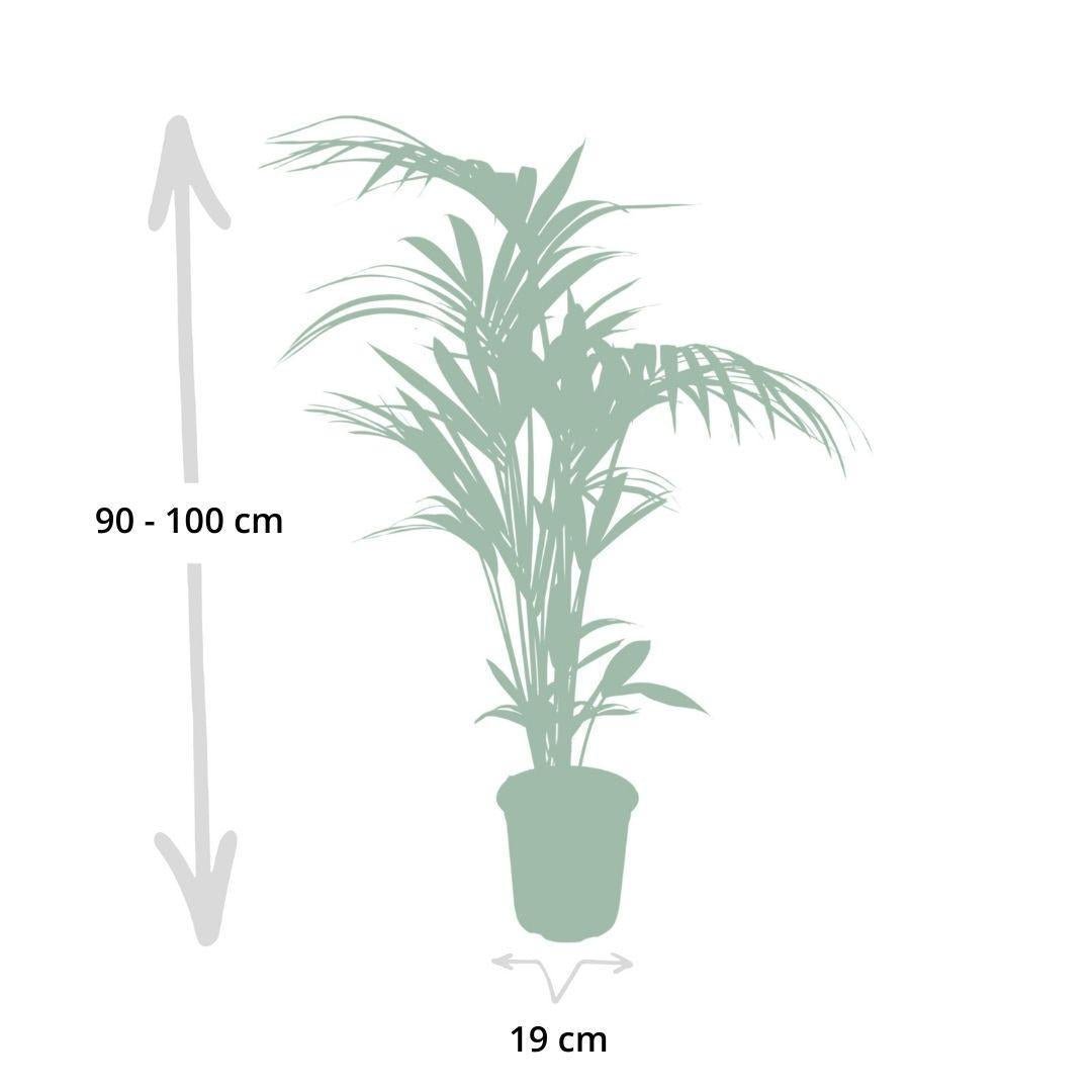 Howea Forsteriana - Kentia-Palme - Ø19cm - ↕100cm - Fiorello Boutique