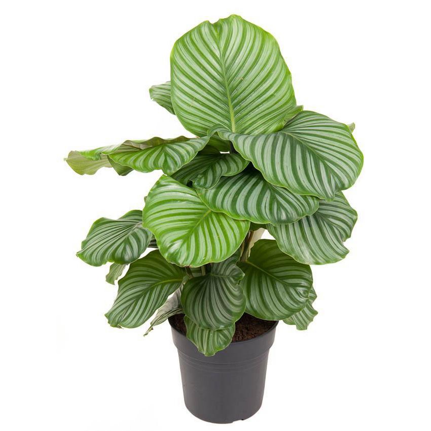 Calathea Orbifolia - Ø24cm - ↕70cm - Fiorello Boutique