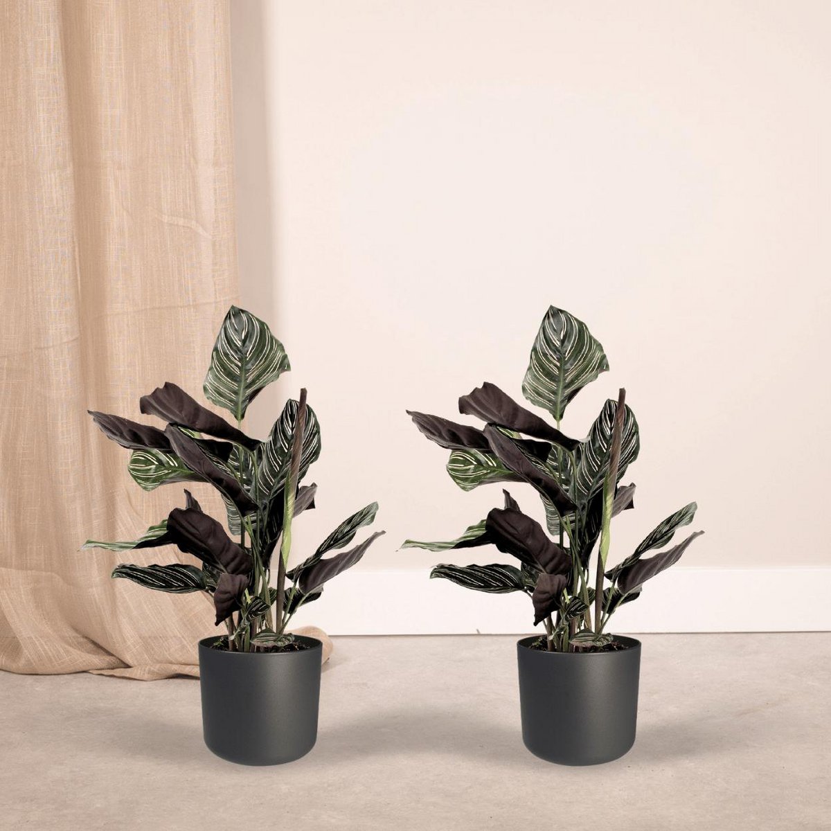 Calathea Ornata - Pfauenpflanze - 2 Stück - Ø14cm - ↕50cm - Fiorello Boutique