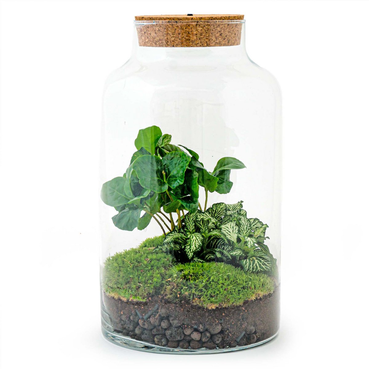 Terrarium-Bausatz "Milchiger Kaffee" mit Licht – Flaschengarten - Fiorello Boutique