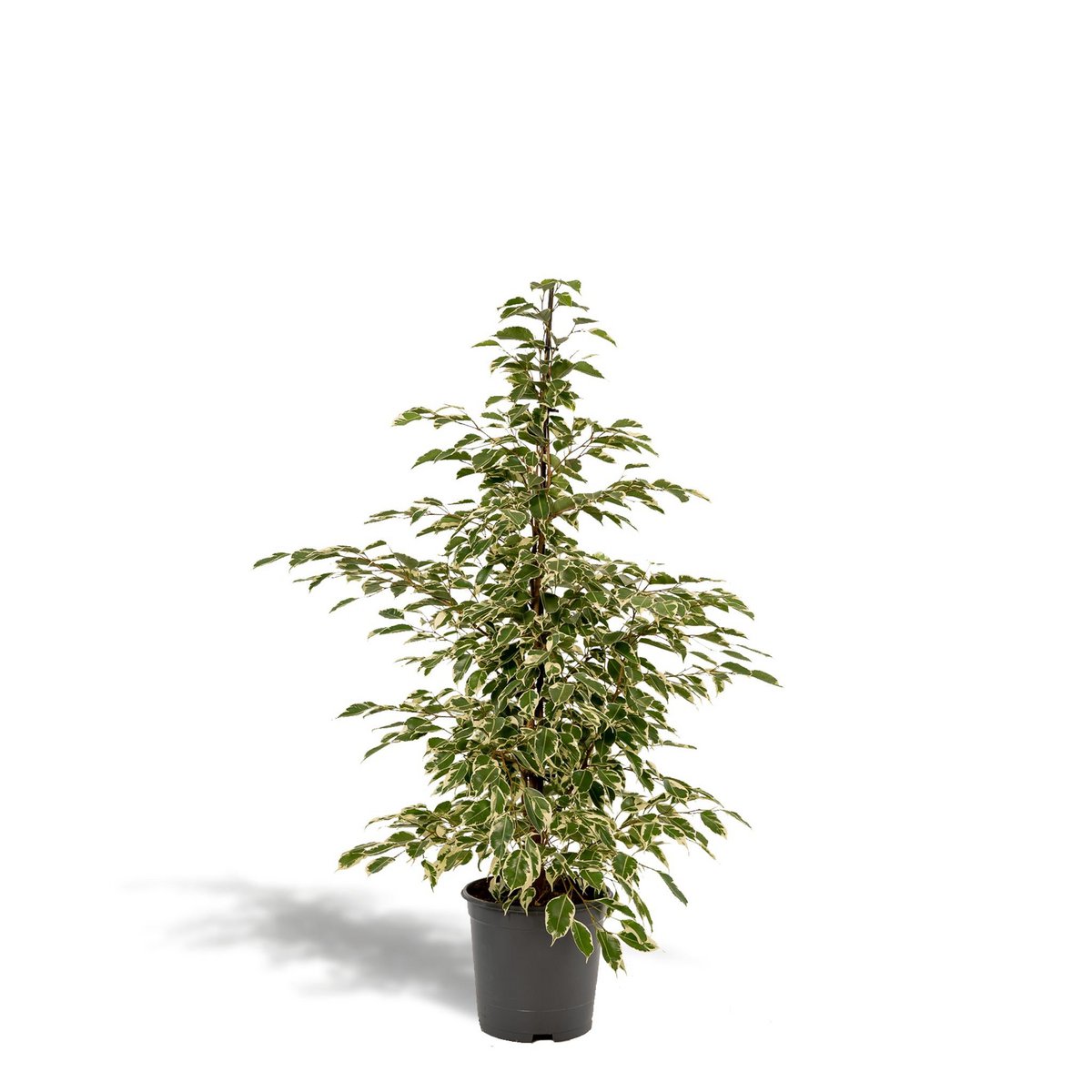 Ficus benjamina Twilight - Ø21cm - ↕95cm - Fiorello Boutique