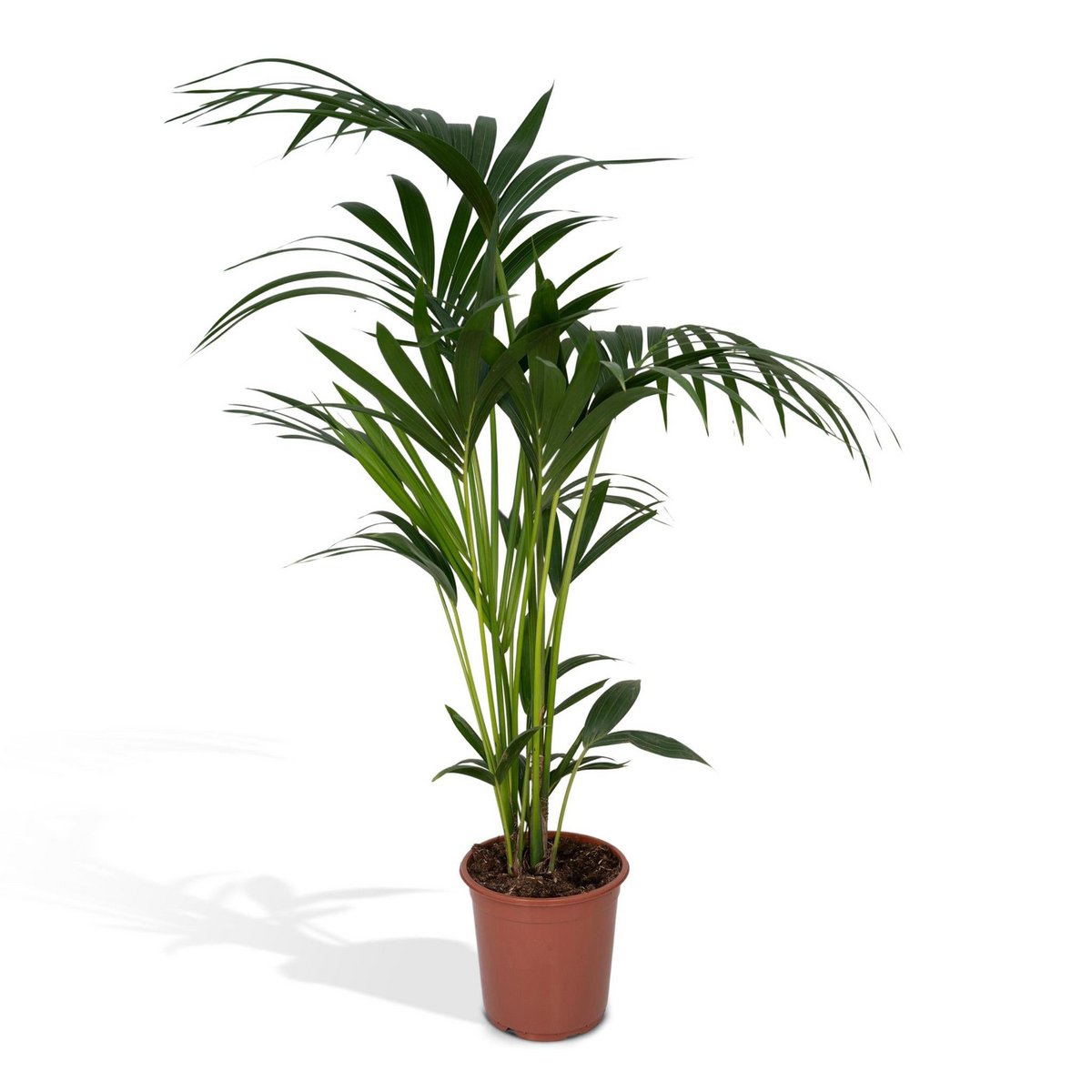 Howea Forsteriana - Kentia-Palme - Ø19cm - ↕100cm - Fiorello Boutique