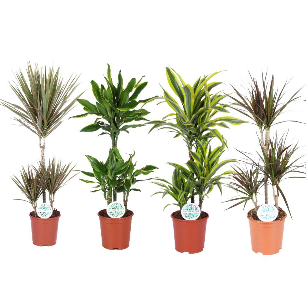 Dracaena Dreams - 4 Stück - Ø21cm - ↕90-95cm - Fiorello Boutique