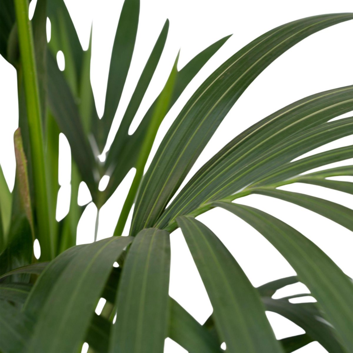 Howea Forsteriana - Kentia-Palme - Ø19cm - ↕100cm - Fiorello Boutique