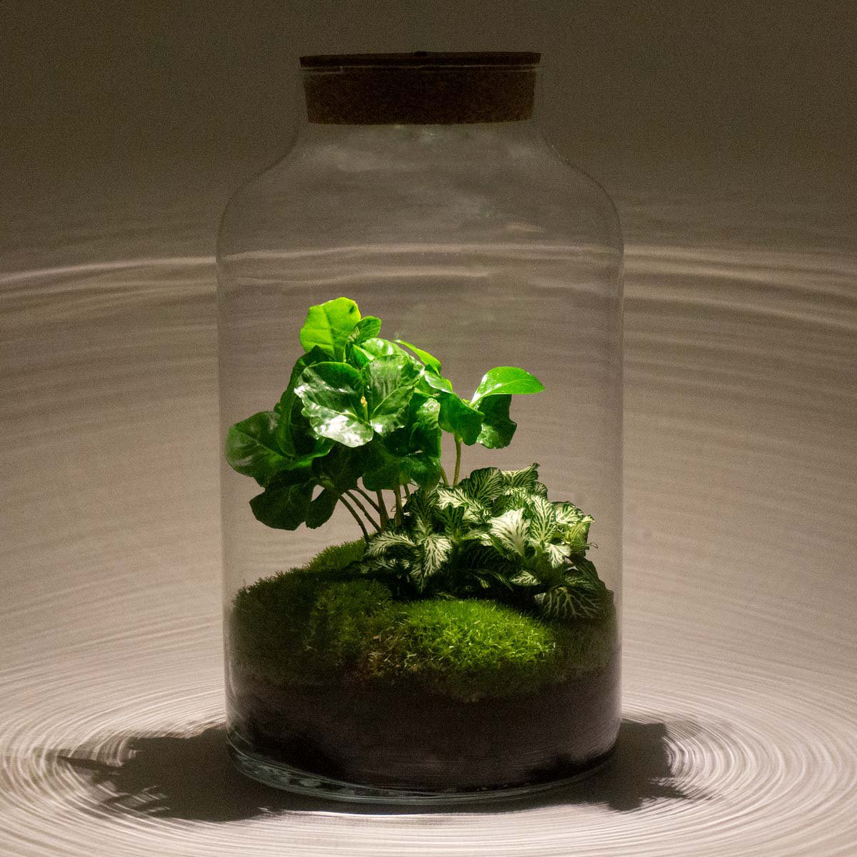 Terrarium-Bausatz "Milchiger Kaffee" mit Licht – Flaschengarten - Fiorello Boutique