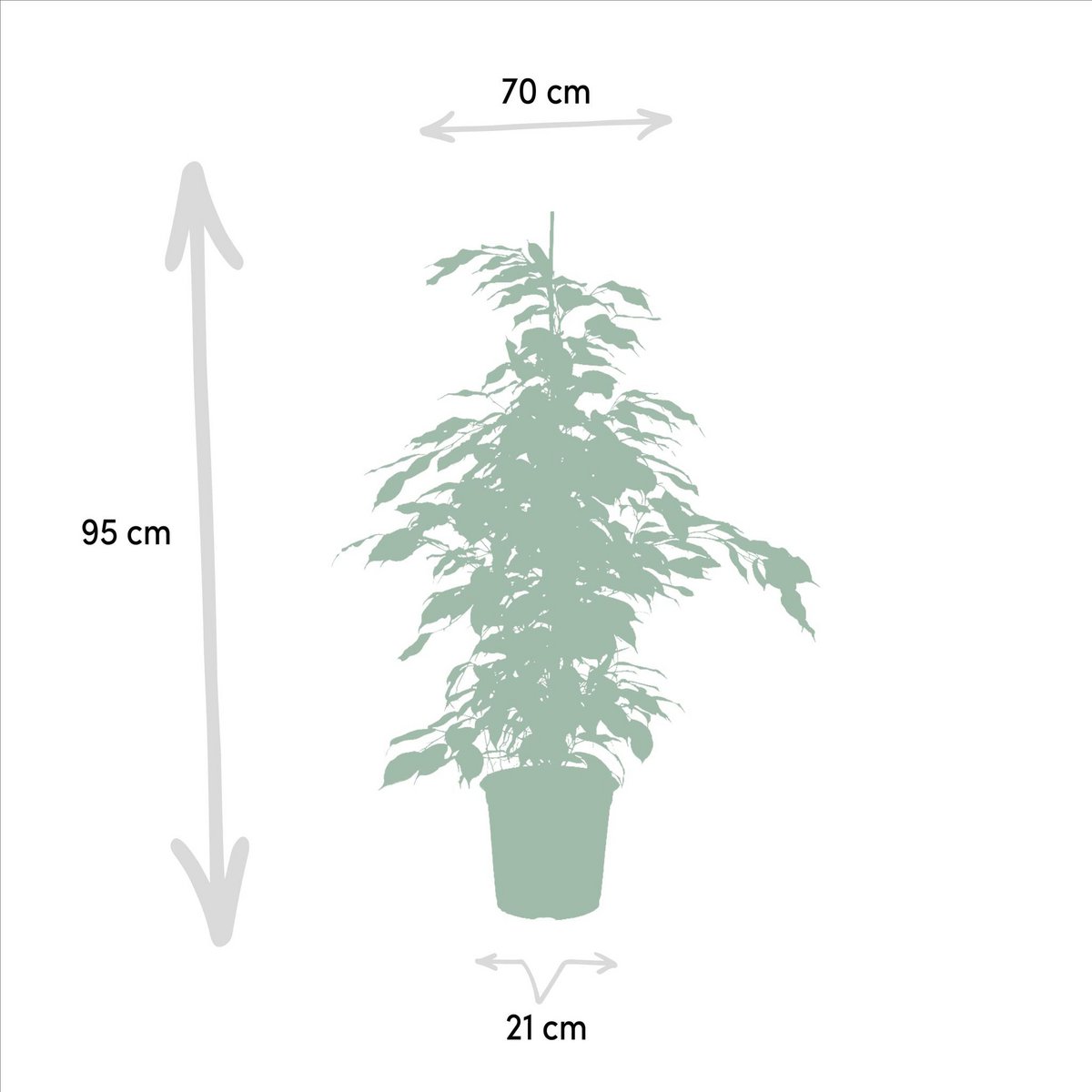 Ficus benjamina Danielle - Ø21cm - ↕95cm - Fiorello Boutique