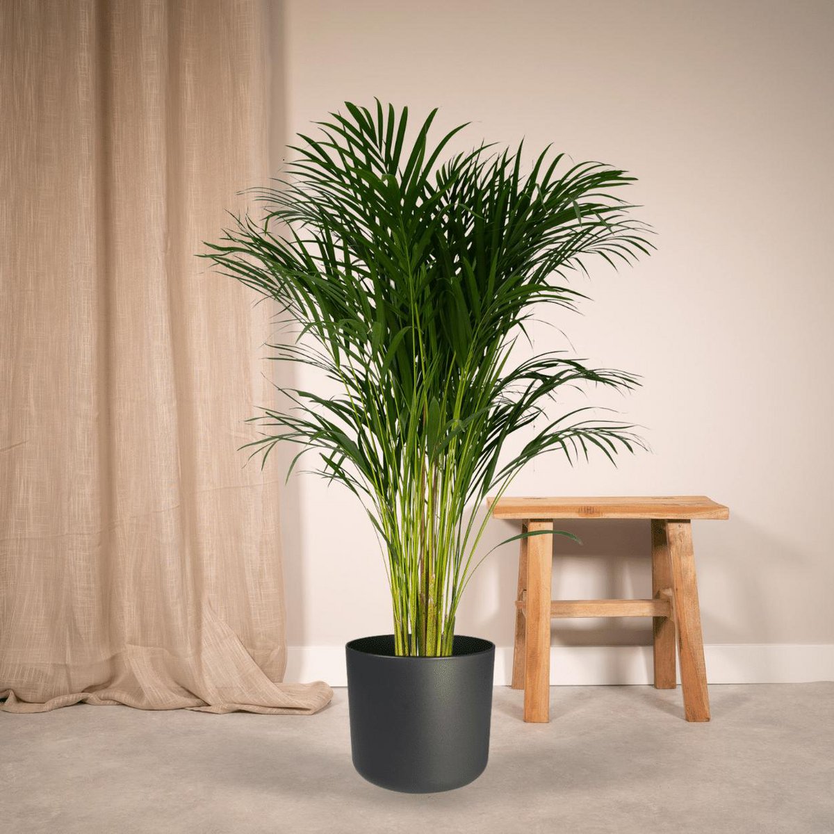 Dypsis Lutescens - Areca Palm - Ø24cm - ↕120cm - Fiorello Boutique