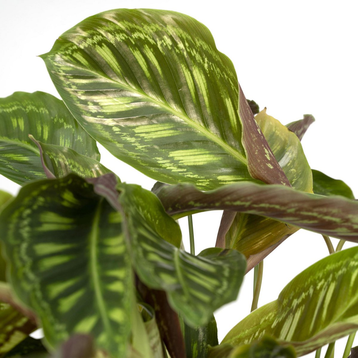 Calathea Flamestar - Ø19cm - ↕75cm - Fiorello Boutique