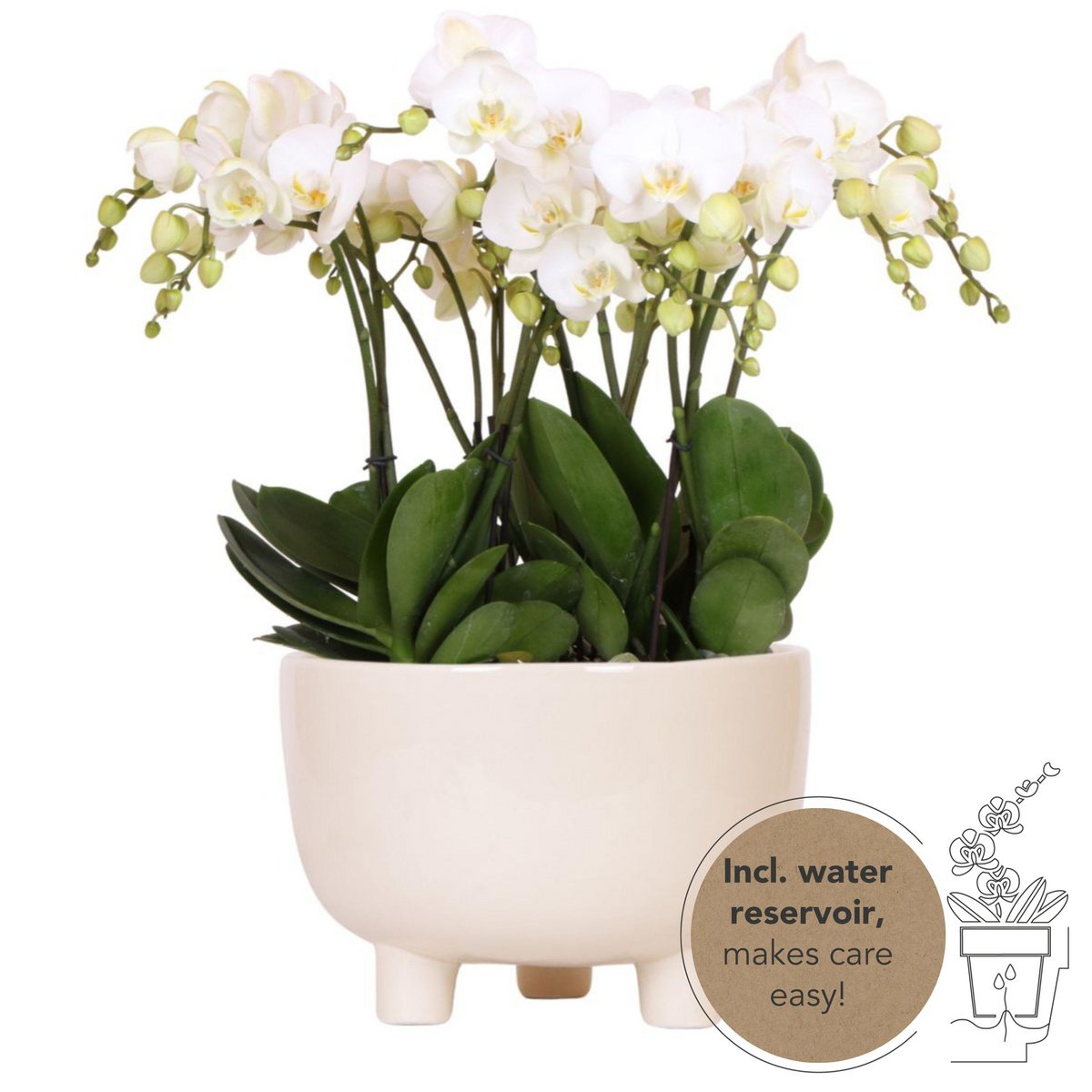 Drei weiße Orchideen mit Schilfrohr Schale 45cm - Fiorello Boutique