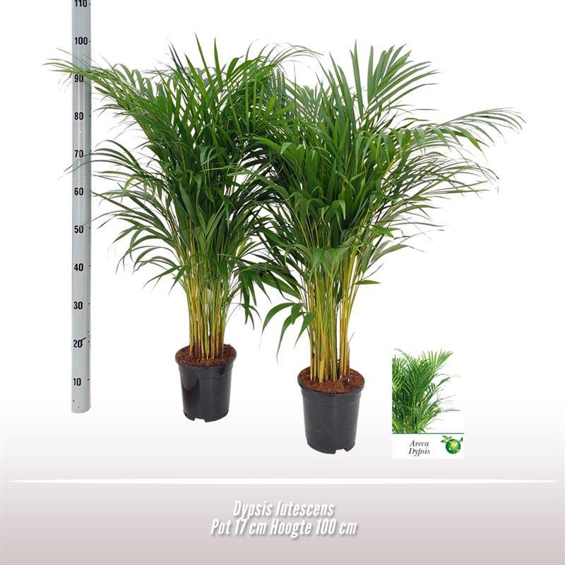 Dypsis Lutescens - Ø17cm - ↕100cm - Fiorello Boutique