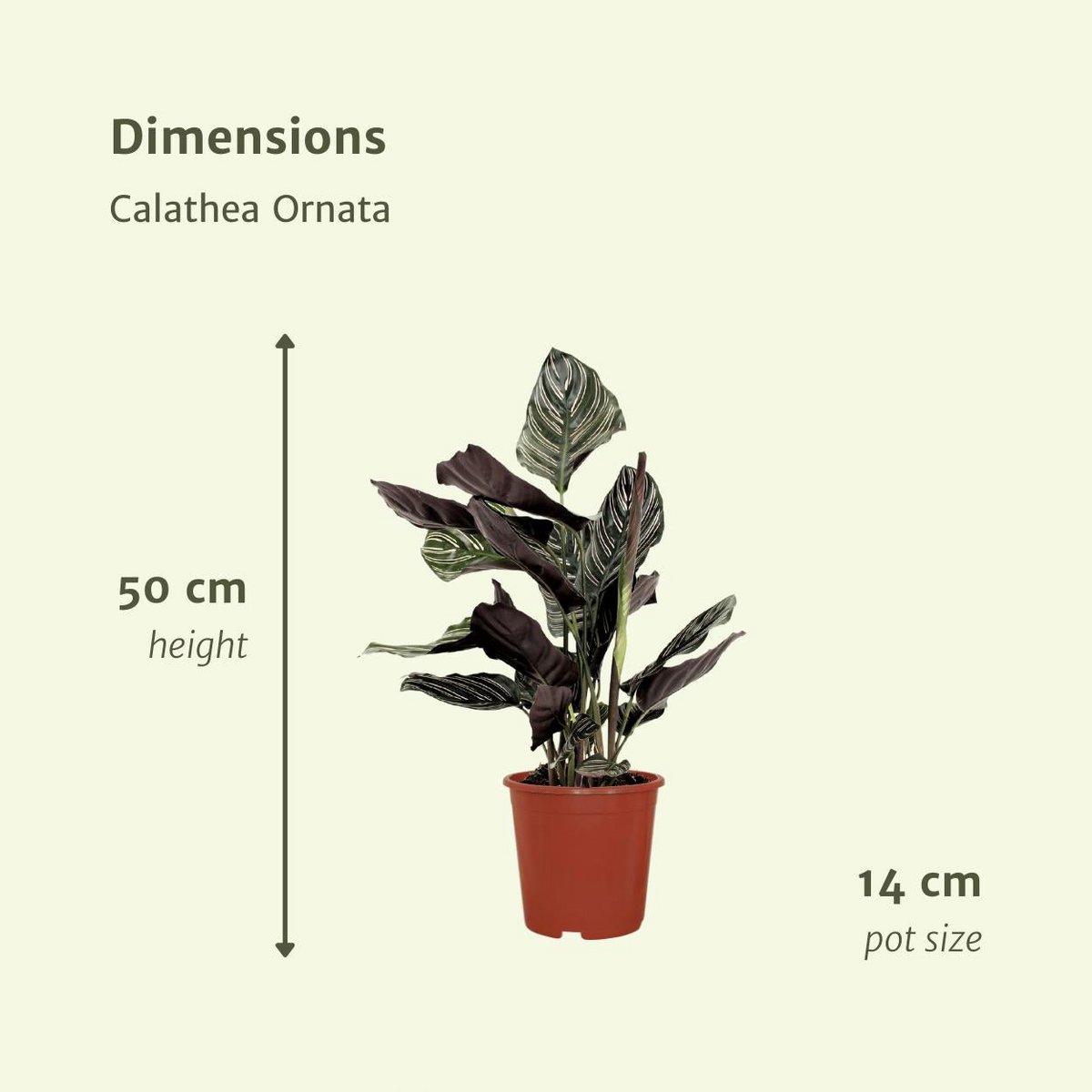 Calathea Ornata - Pfauenpflanze - 2 Stück - Ø14cm - ↕50cm - Fiorello Boutique