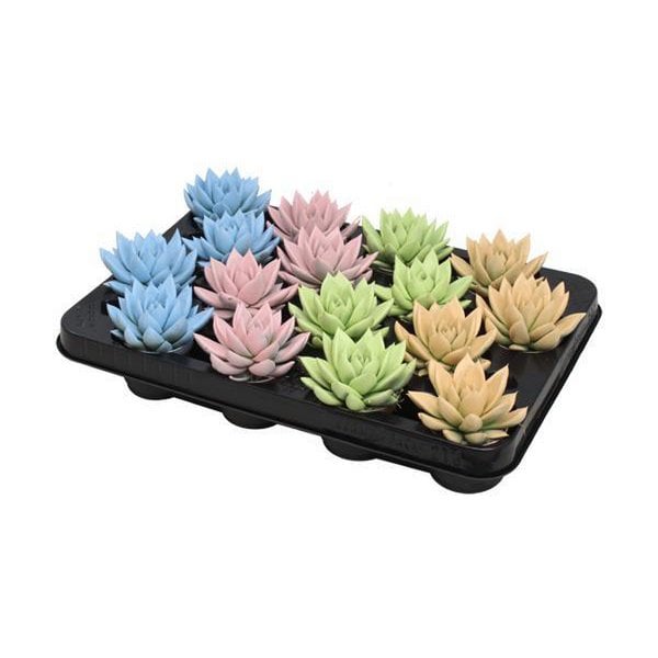 Echeveria Coloured Pastel Mix - 16 Stück - Ø6cm - ↕8cm - Fiorello Boutique