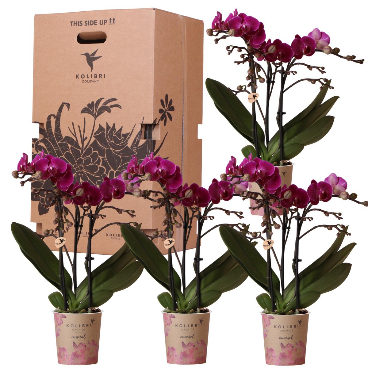 Fiorello.Boutique  Überraschungsbox mit 4 verschiedenen einfarbigen Orchideen - Fiorello Boutique