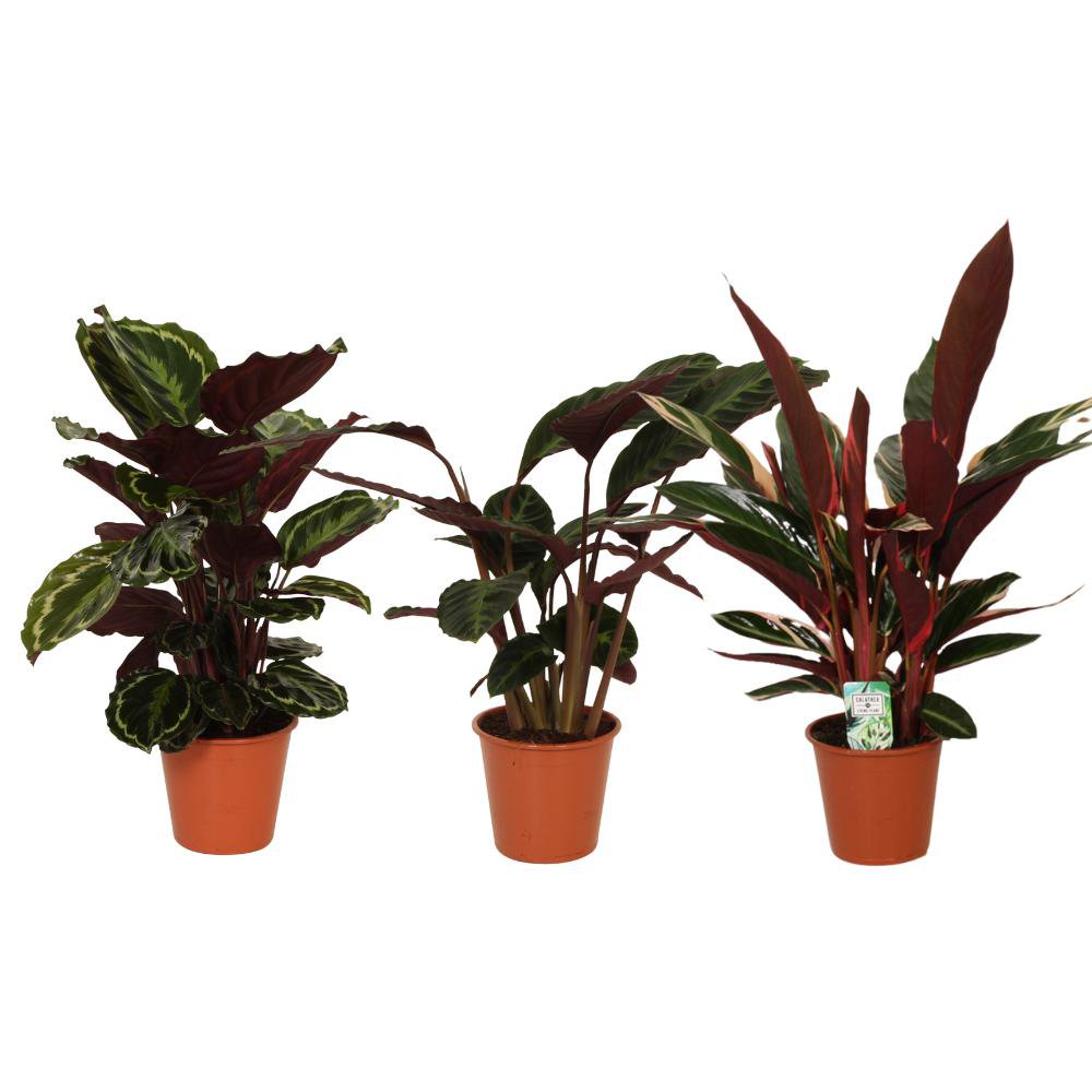 Calathea Symphony - 3 Stück - Ø19cm - ↕70-80cm - Fiorello Boutique