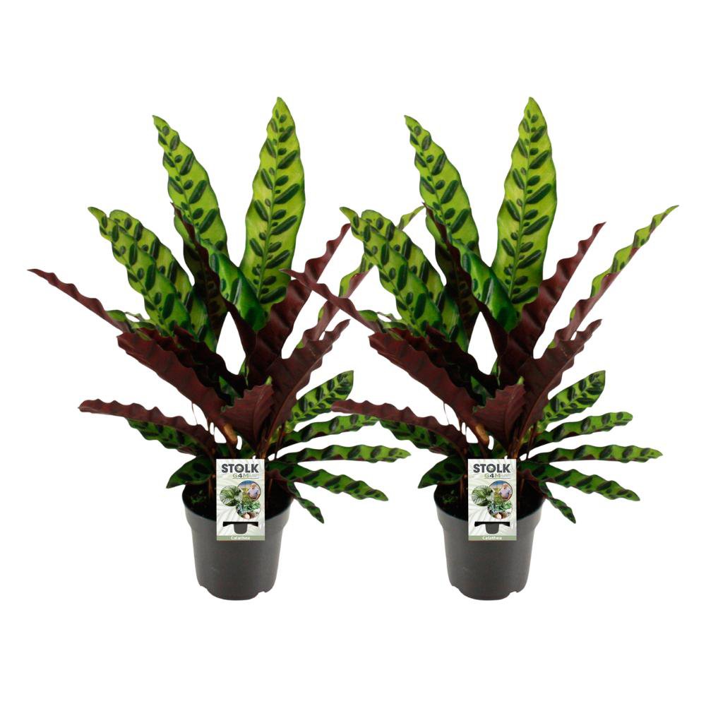 Calathea Lancifolia Insignis - 2 Stück - Ø14cm - ↕45cm - Fiorello Boutique