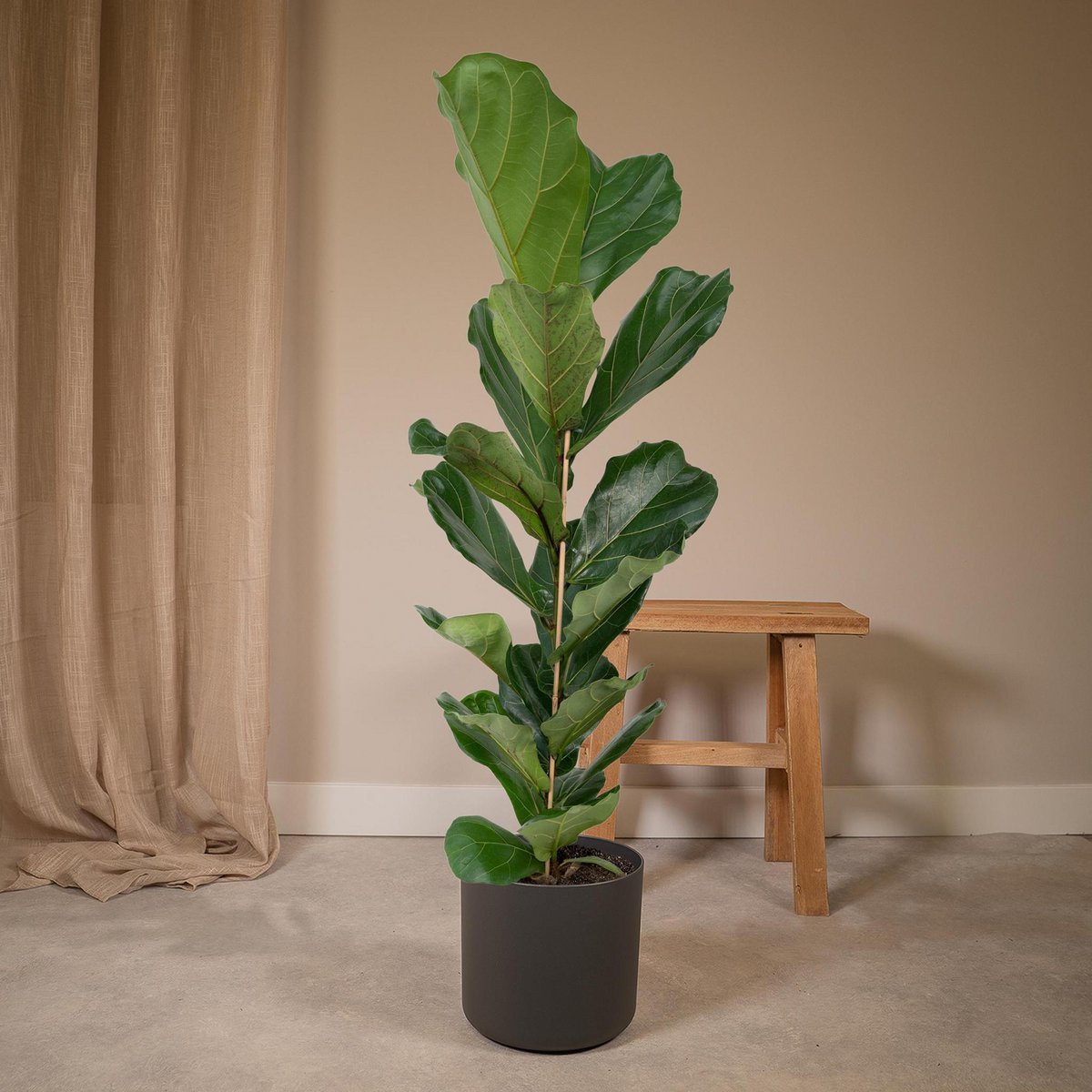 Ficus Lyrata - Gummipflanze - Ø21cm - ↕100cm - Fiorello Boutique