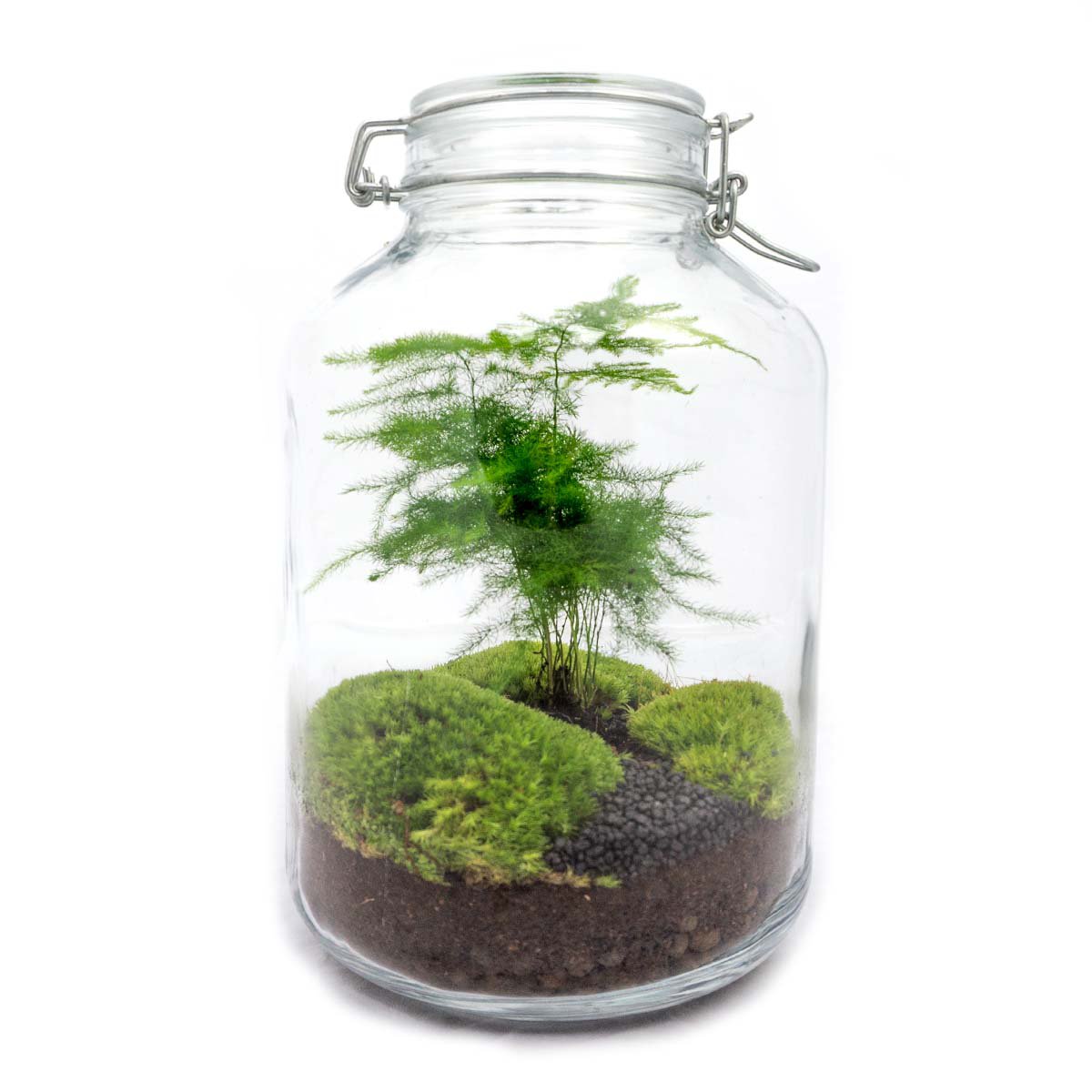 DIY-Terrarium-Set – Grüner Spargel im Glas ↑ 28 cm - Fiorello Boutique