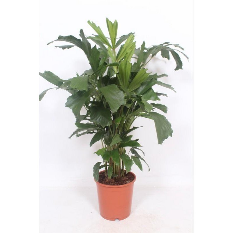 Caryota Mitis - Ø24cm - ↕110cm - Fiorello Boutique