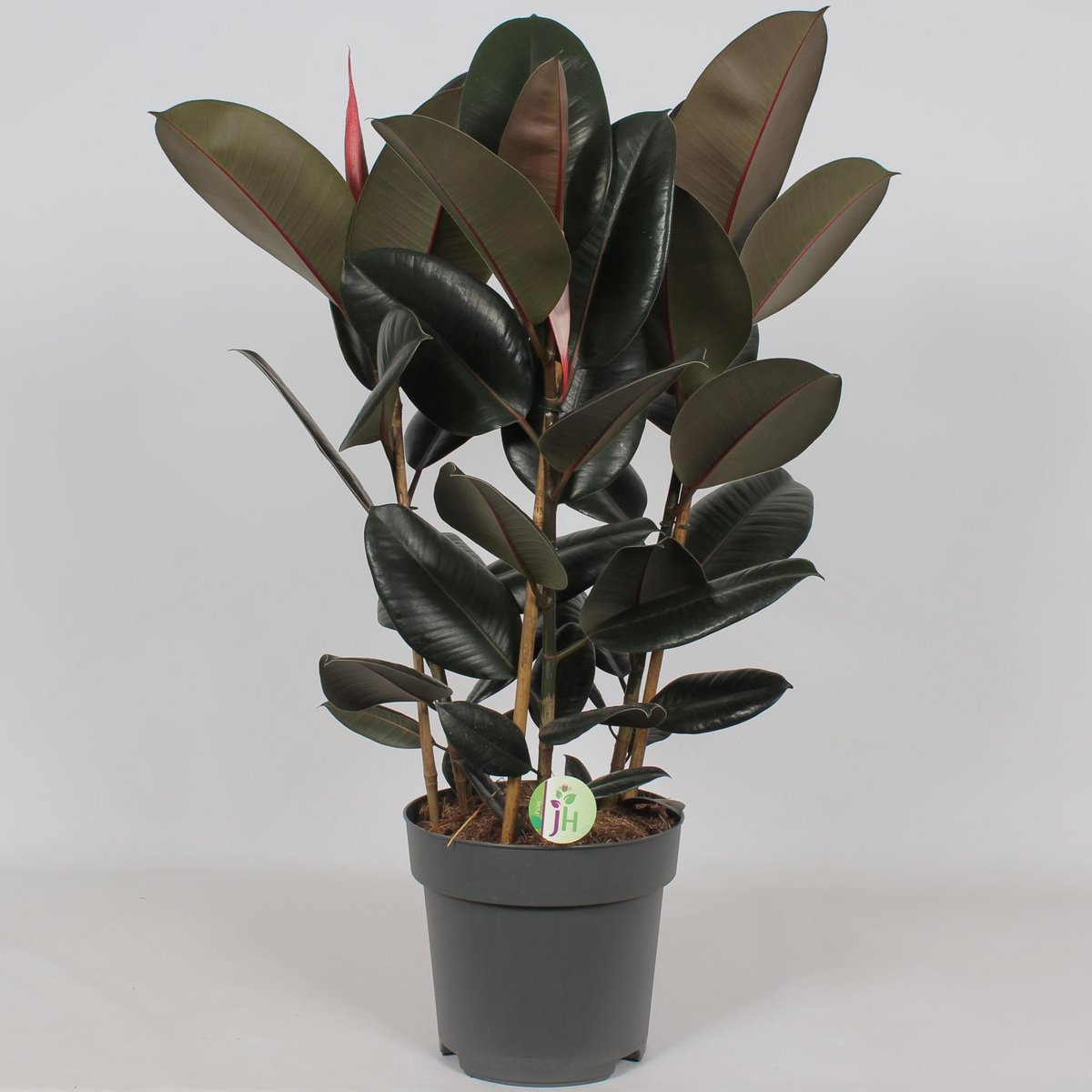 Ficus Abidjan - Ø27cm - ↕90cm - Fiorello Boutique