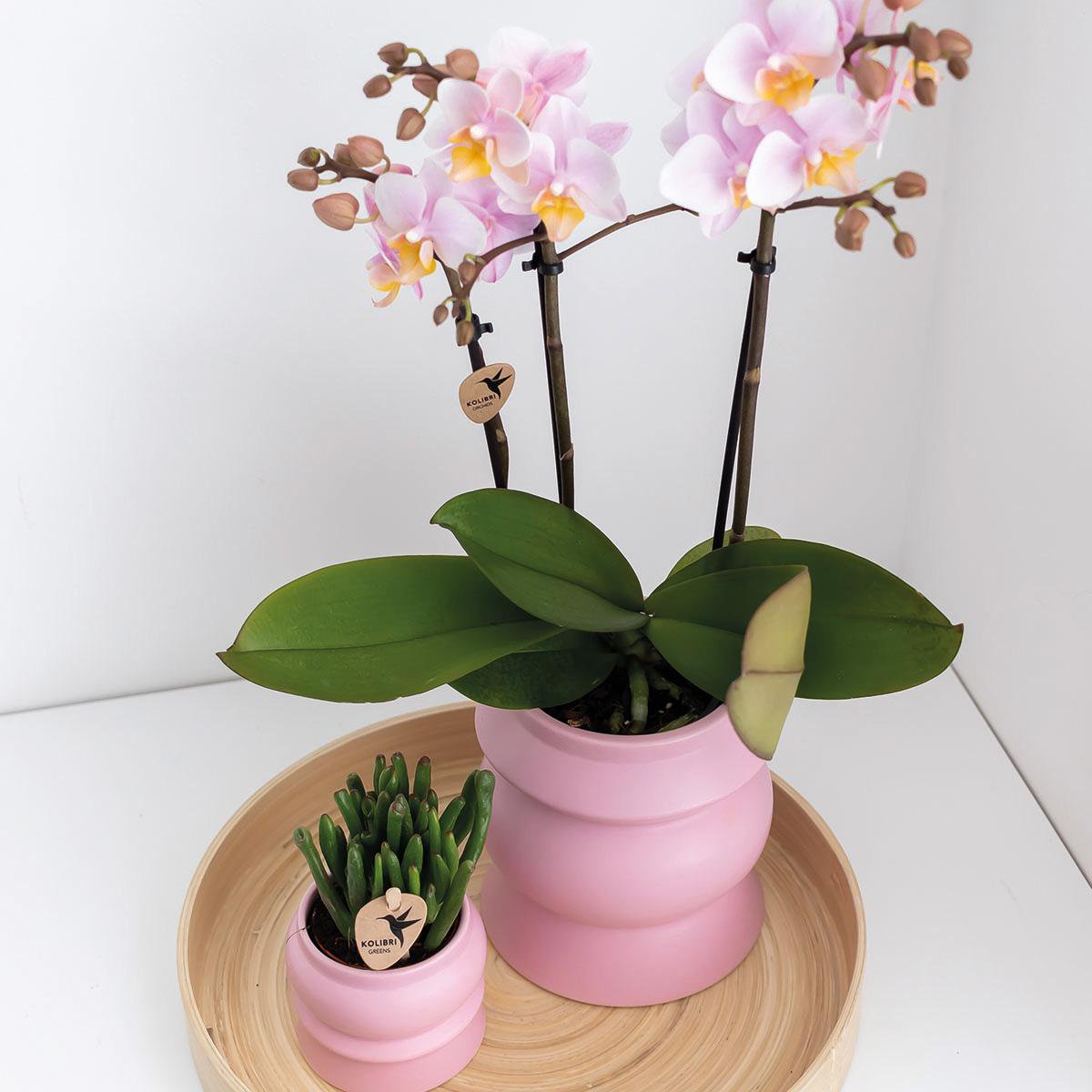 Kombi-Angebot: 2 Pinke Phalaenopsis Orchideen - Andorra - Fiorello Boutique