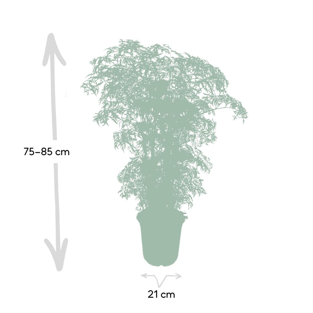 Polyscias Fruticosa - Aralie - Ø21cm - ↕75cm - Fiorello Boutique