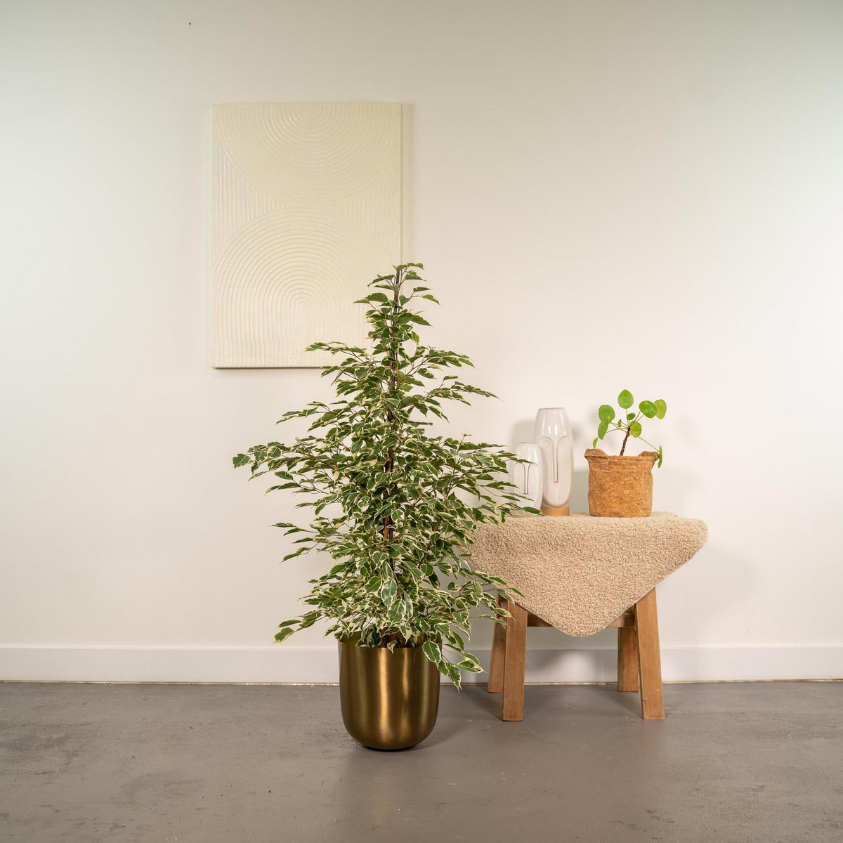 Ficus benjamina Twilight - Ø21cm - ↕95cm - Fiorello Boutique