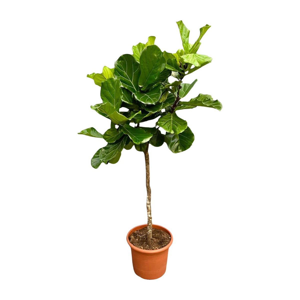 Ficus Lyrata Ausleger XXL - 210 cm - ø40 - Fiorello Boutique