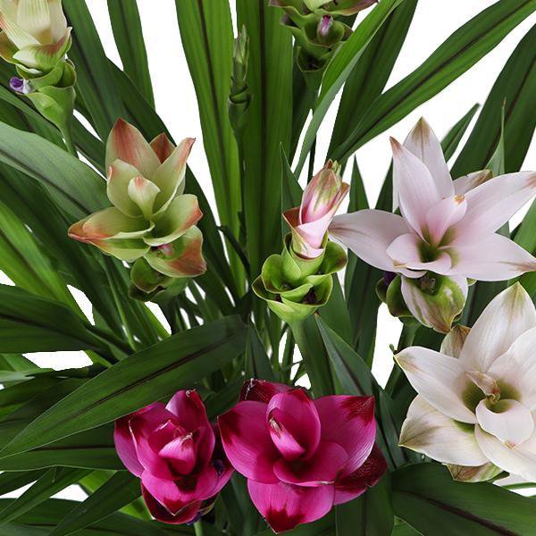 Curcuma Siam Mix - 3 Stück - Ø17cm - ↕60-65cm - Fiorello Boutique