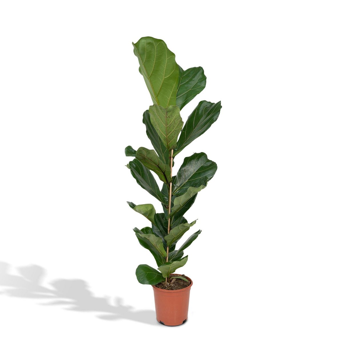 Ficus Lyrata - Gummipflanze - Ø21cm - ↕100cm - Fiorello Boutique