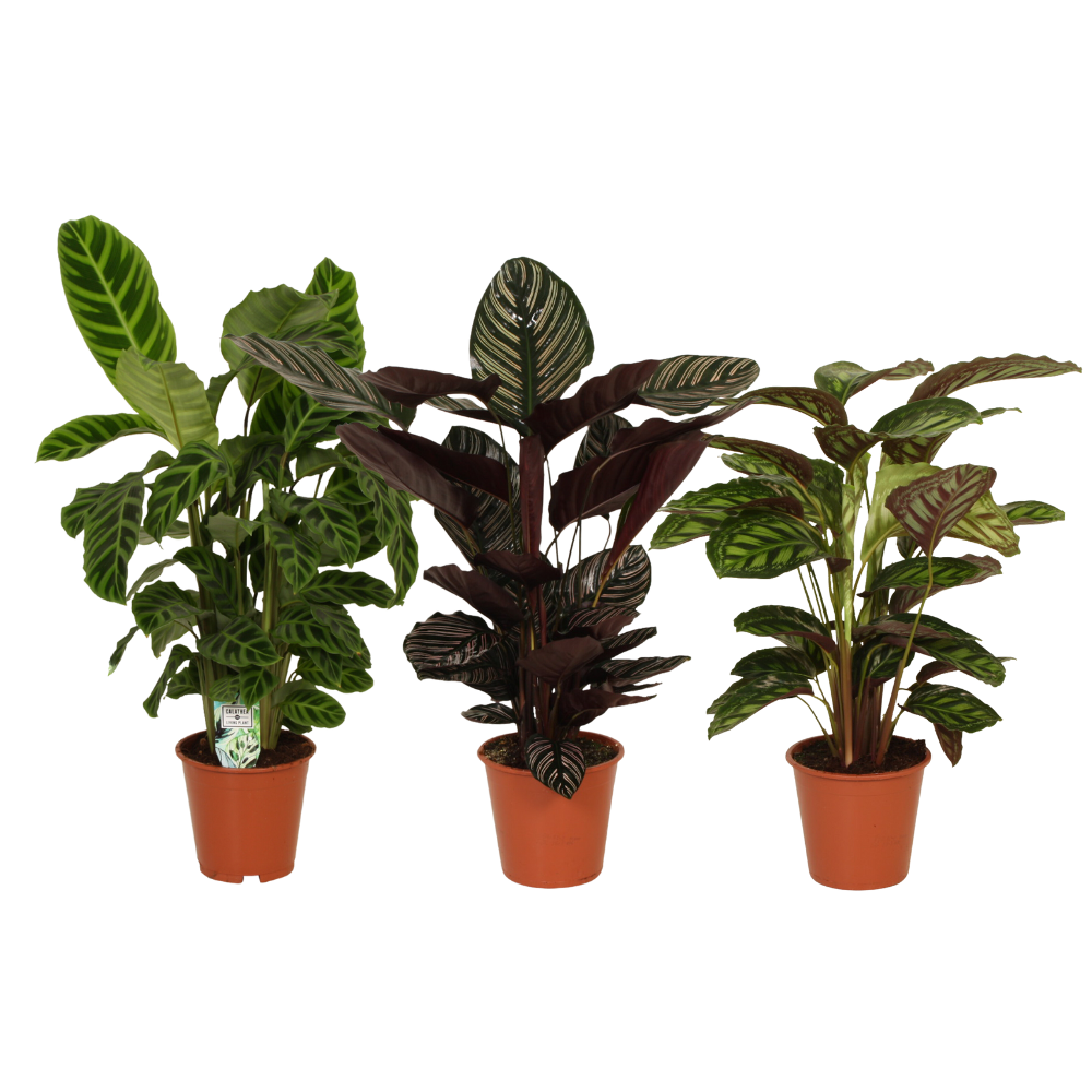 Calatheas Pracht - 3 Set - Ø19cm - 75-80cm - Fiorello Boutique