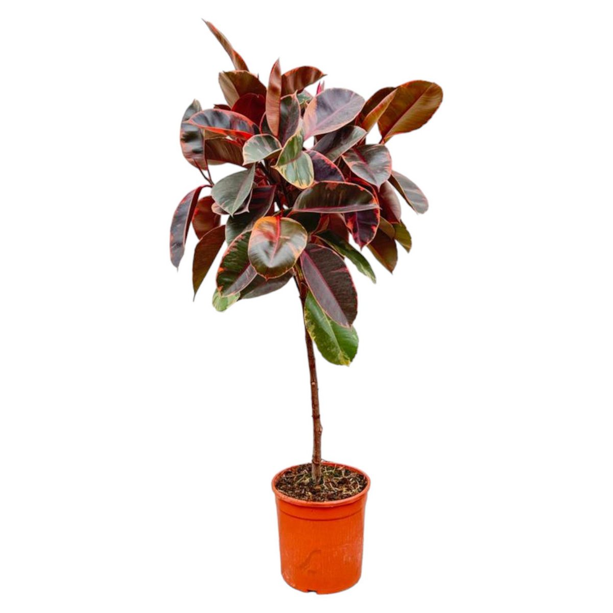 Ficus Elastica Belize auf Stamm - 130 cm - ø24 - Fiorello Boutique