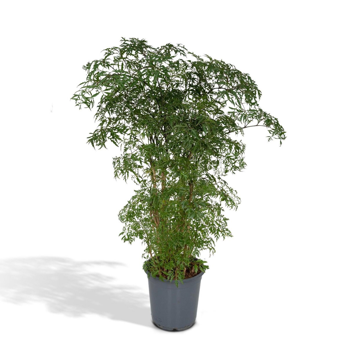 Polyscias Fruticosa - Aralie - Ø21cm - ↕75cm - Fiorello Boutique