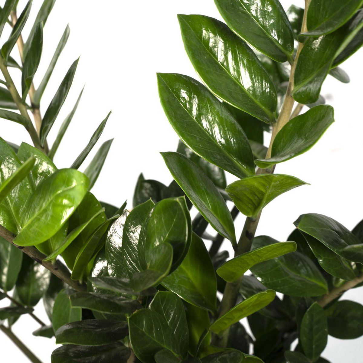 Zamioculcas Zamiifolia - Emerald Palm - Ø21cm - ↕80cm - Fiorello Boutique