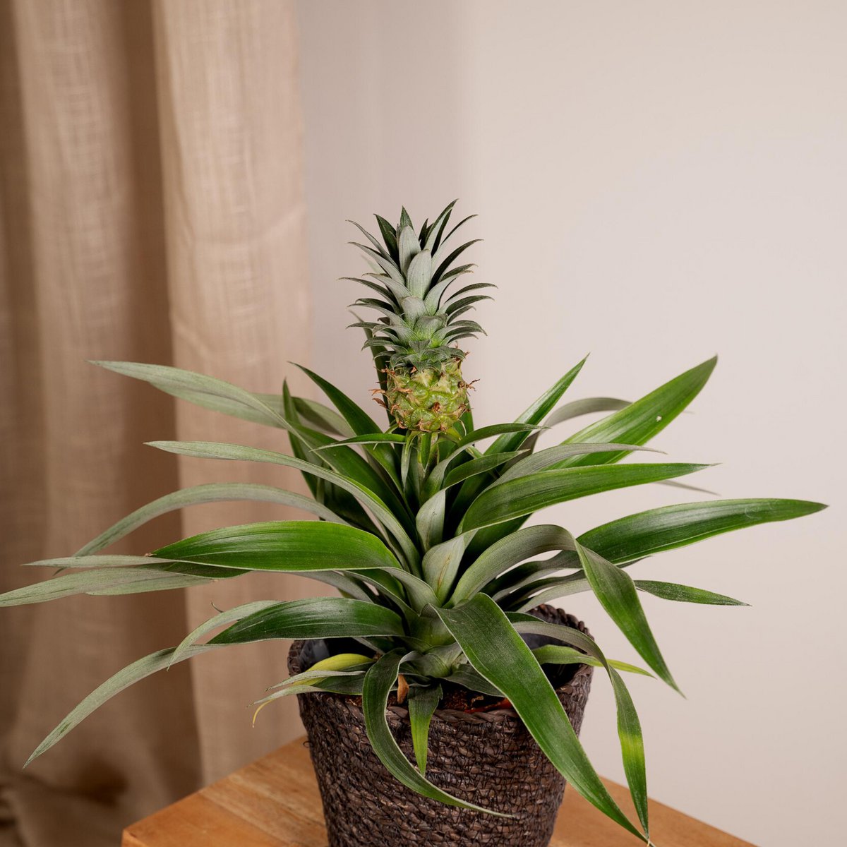 Bromelia - Die Ananaspflanze - 2 Stück - 30cm - Ø12cm - Fiorello Boutique