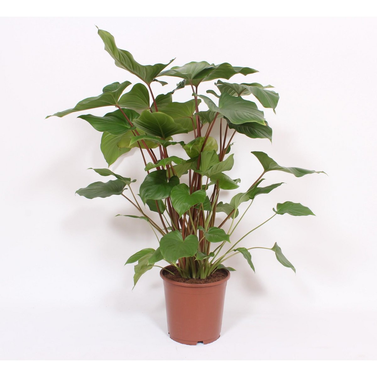 Homalomena Rubescens Maggy - Ø24cm - ↕90cm - Fiorello Boutique