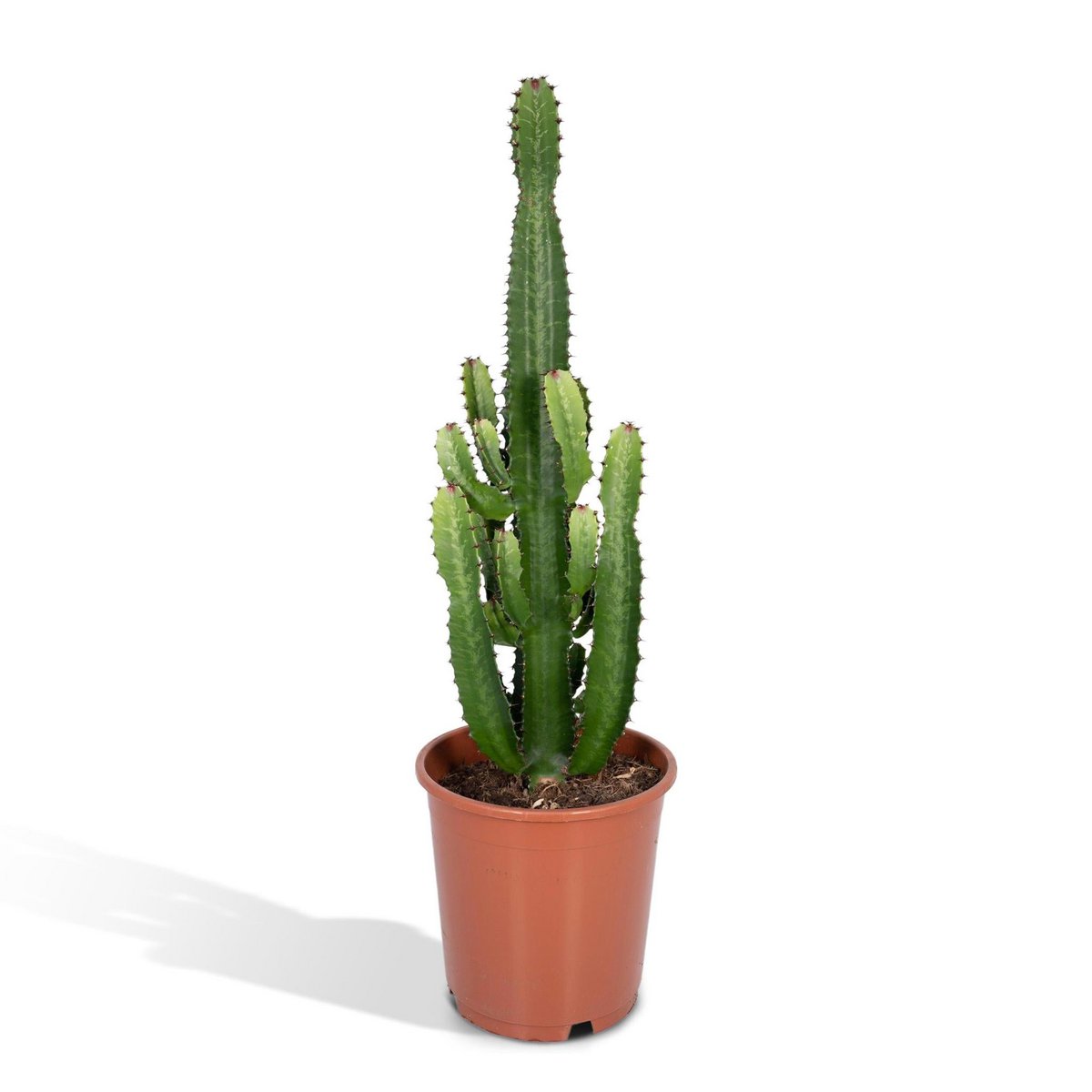 Euphorbia Acruensis - Cactus - Ø24cm - ↕60cm - Fiorello Boutique