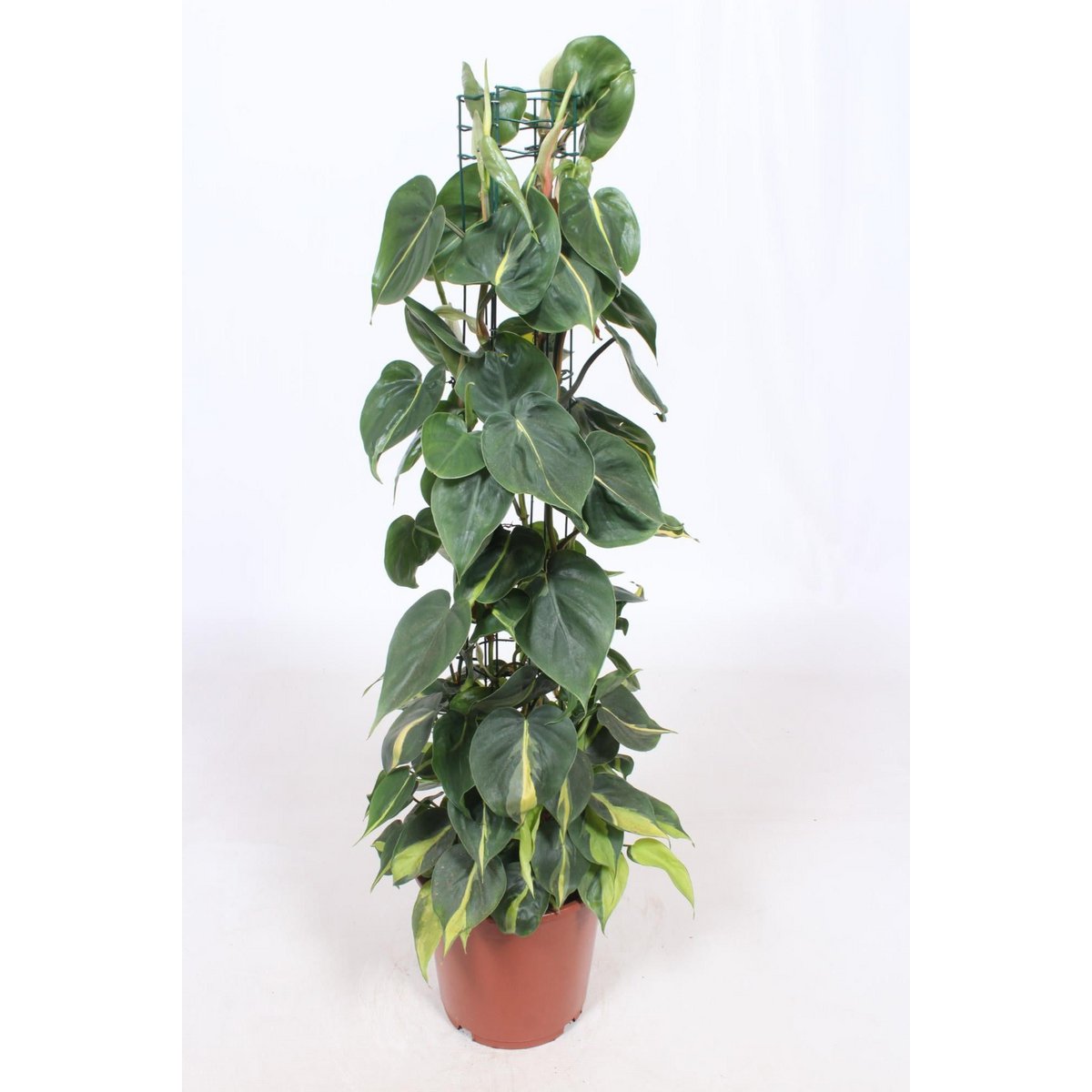 Philodendron Scandens Brasil - Ø24cm - ↕120cm - Fiorello Boutique